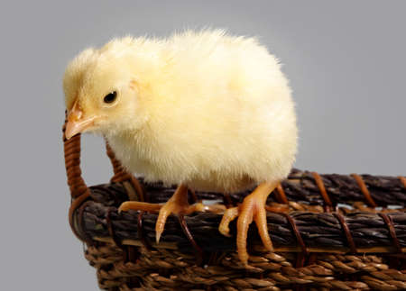 little yellow on a wicker basket