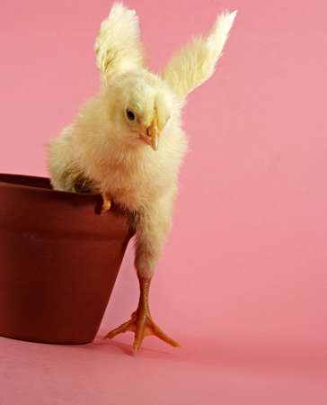 little yellow chick and flowerpot with pink backgroundの写真素材