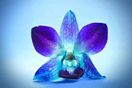 single orchid flower on blue backgroundの写真素材