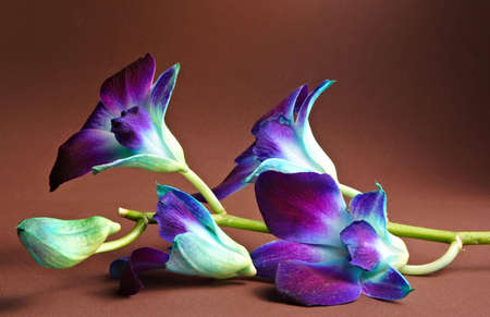 single orchid flower on brown backgroundの写真素材