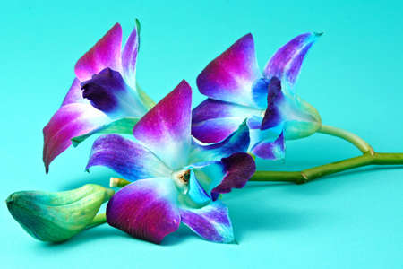 single orchid flower on aqua backgroundの写真素材