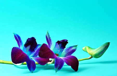 single orchid flower on aqua backgroundの写真素材
