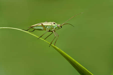 green insect on grass leaf, green background の写真素材