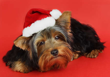 little cute yorkshire dog with xmas santa hatの写真素材