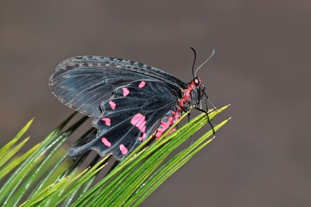nice black and red butterfly on green herb