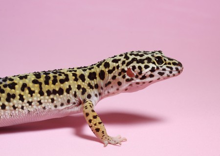 nice black yellow and white gecko lizardの写真素材