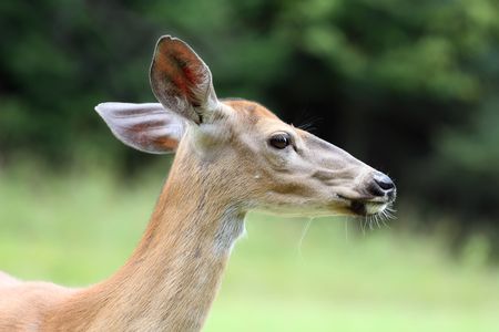 headshot of a deer, natural green backgroundの写真素材