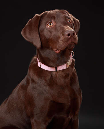 beautiful female brown labrador dogの写真素材