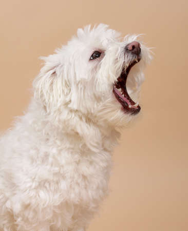 cute little white yawn bichon dog, beige backgroundの写真素材
