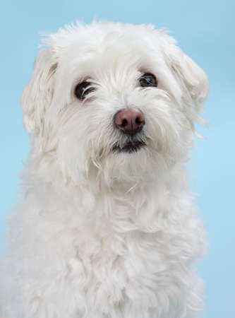 cute little white bichon dog, blue backgroundの写真素材