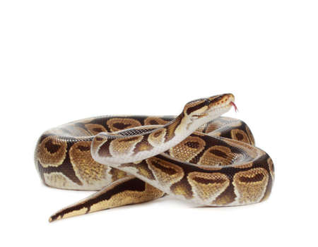 Royal python snake isolated on white background