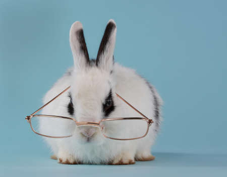 Cute young white and black rabbit wearing glassesの写真素材