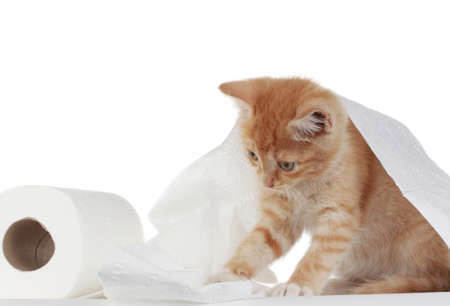 cute kitten playing with roll of toilet paperの写真素材