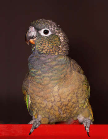 closeup portrait of a pionus parrot, black backgroundの写真素材