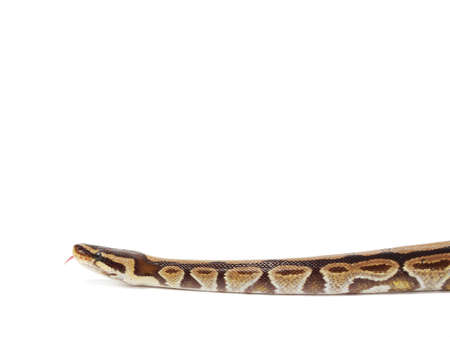 Royal python snake isolated on white background