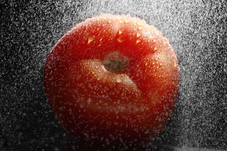 fresh tomato under rain, black backgroundの写真素材