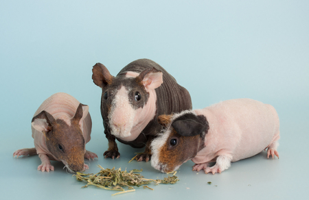 Nice guinea pig mammal rodent as pet animalの写真素材