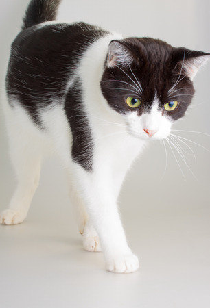 Nice black and white full grown domestic cat as petの写真素材