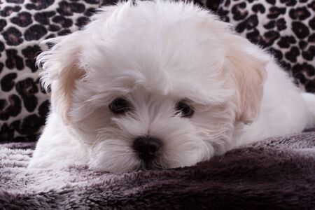 Adorable two months white Shih tzu puppy dog