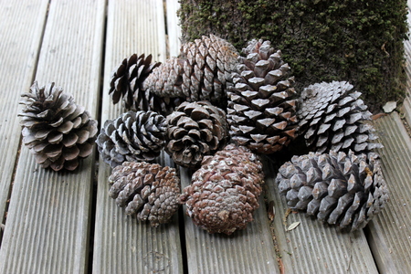 a collection of pine cones in the parkの写真素材