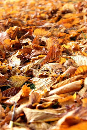 Autumn leaves after the rainの写真素材