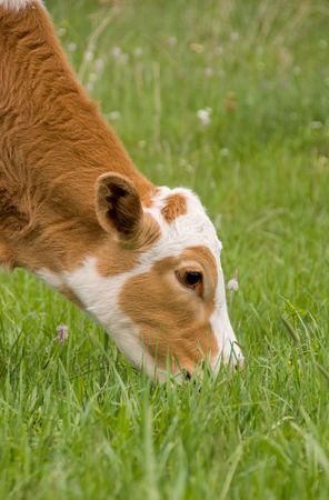 ginger and white cow eating fresh green grass in the field in summerの写真素材