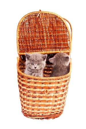 two kittens in the basket, isolated against white backgroundの写真素材