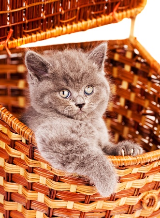 cute little kitten,sitting in the basketの写真素材