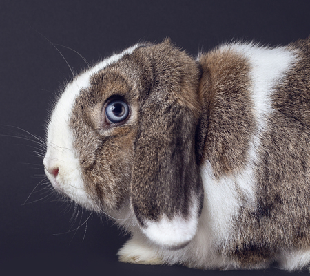 Light Brown and white  Rabbit isolated against gray backgroundの写真素材