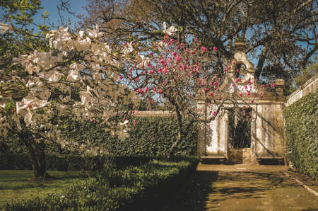 University garden in Coimbra city Portugal, spring and magnolias bloomのeditorial素材