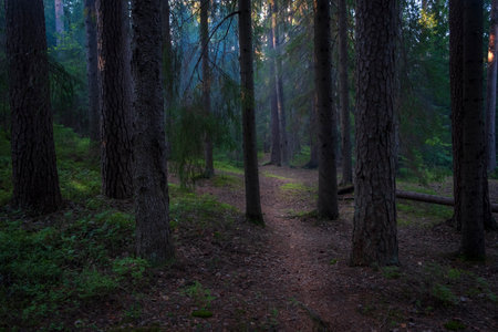 winding path in dark foggy northern forestの写真素材