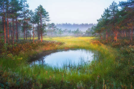 Tiny lake in foggy swamps in autumn