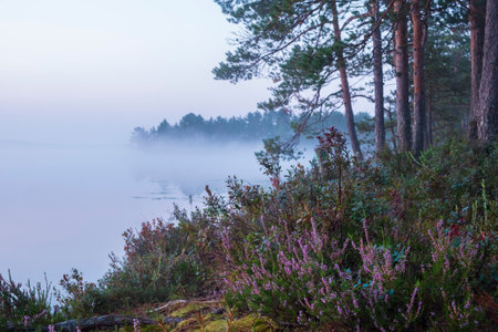 Purple wild heather on the shore of the lake in the mist in autumnの写真素材