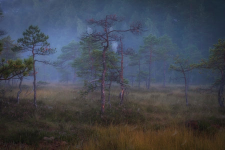 Pine trees in the autumn swamp with cobwebs in the fog against the backdrop of the forest in the...
