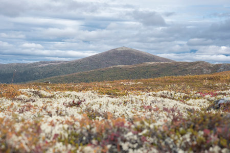 Northern tundra with colorful mosses, reindeer moss and autumn grass on the hills.の写真素材