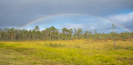 Rainbow over a northern pine forest in blue skyの写真素材