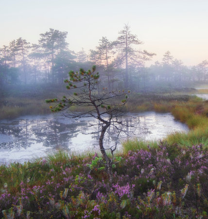 a small crooked pine against a foggy swamp in summer with blooming heather