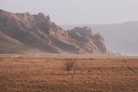 Lonely tree in the dry desert mountainsの写真素材