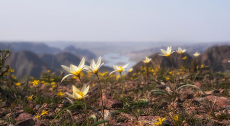 Buze tulips in spring on a cliff on the panorama of bank of beautiful bend of the river. Flowers near Ili in Kazakhstan in the steppeの写真素材