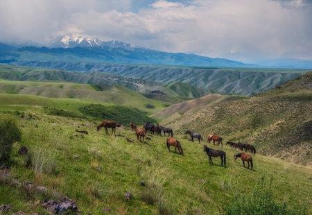 A herd of horses grazes on beautiful meadows near mountains in Kazakhstan in springの写真素材