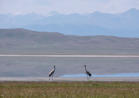 birds gray cranes in their natural habitat against the backdrop of the lake and mountainsの写真素材