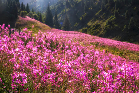 Beautiful flower fields in the mountains. Thickets of fireweed or Ivan Chai plants glow in the sunの写真素材