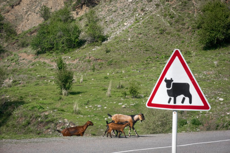 Pets herd of goats, cross the road under the sign, be careful of animalsの写真素材
