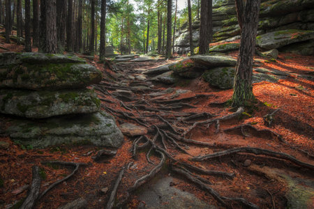Beautiful mountain path with braided roots of pine trees outside on a sunny autumn dayの写真素材
