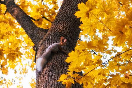 Funny squirrel on a maple tree with yellow leaves in an autumn parkの写真素材