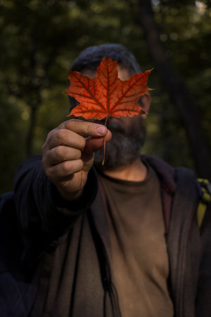 Autumn portrait of a man in the forest. An adult man holds a beautiful red maple leaf in front of...
