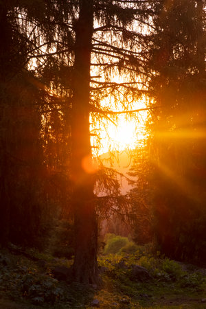 Forest under the sunset sun. rays passing through the autumn coniferous forest at dawn or sunrise.の写真素材