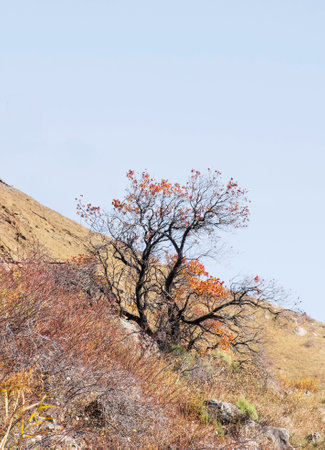 lonely wild apricot tree in late autumn on a mountain slopeの写真素材