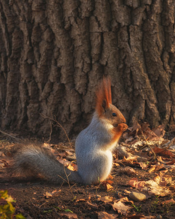 A red squirrel gnaws a nut in an autumn park.