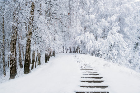 Path in winter fairy forest, birch trees in white fresh snow in the mountains
